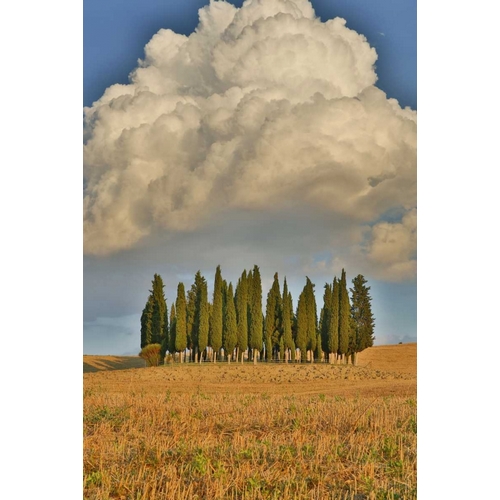 Italy, Tuscany Cypress grove and cloud formation